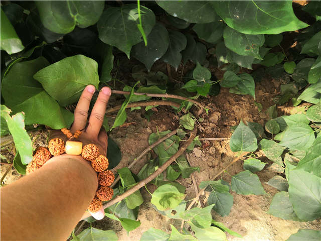沭陽(yáng)長(zhǎng)景園林紫丁香種植基地實(shí)拍圖片