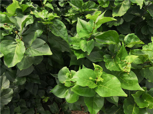 沭陽(yáng)長(zhǎng)景園林紫丁香種植基地實(shí)拍圖片