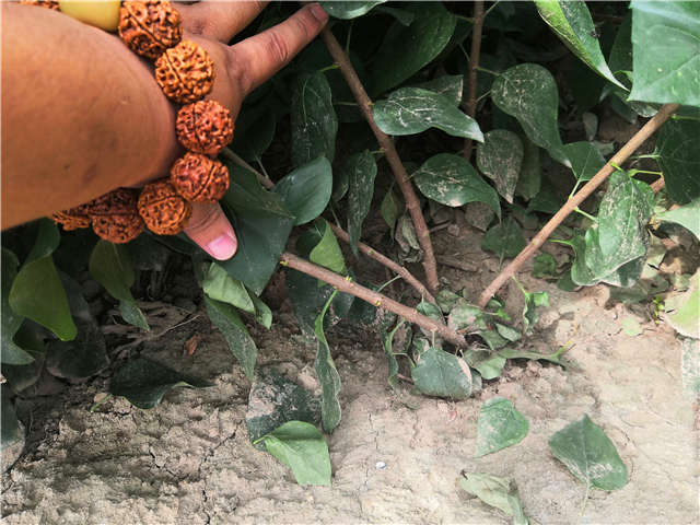 沭陽(yáng)長(zhǎng)景園林紫丁香種植基地實(shí)拍圖片