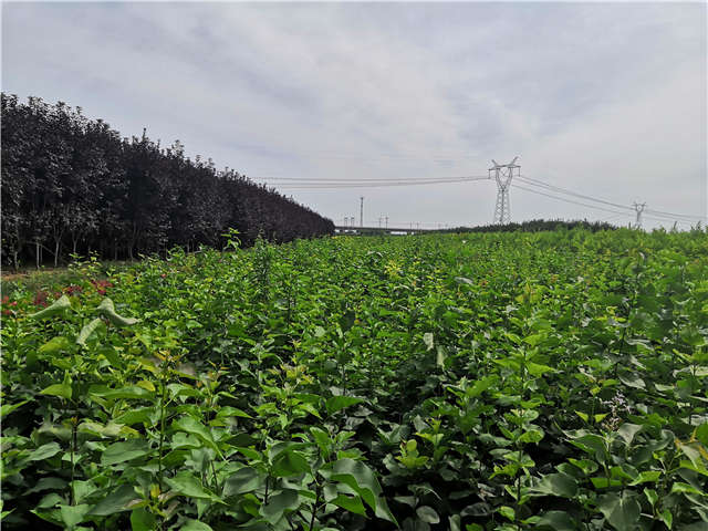 沭陽(yáng)長(zhǎng)景園林紫丁香種植基地實(shí)拍圖片