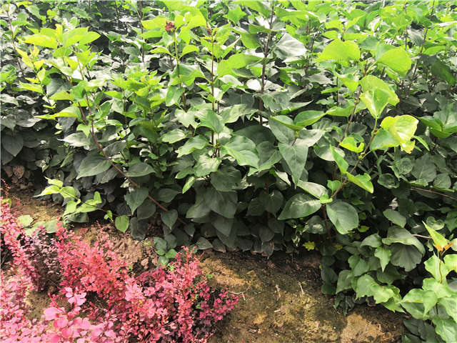 沭陽(yáng)長(zhǎng)景園林紫丁香種植基地實(shí)拍圖片