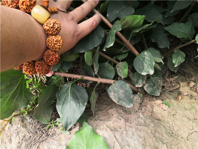 沭陽(yáng)長(zhǎng)景園林紫丁香種植基地實(shí)拍圖片