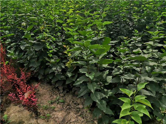沭陽(yáng)長(zhǎng)景園林紫丁香種植基地實(shí)拍圖片