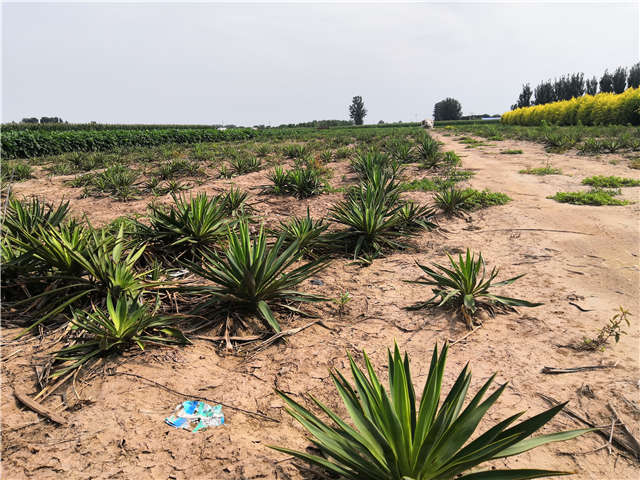 沭陽長景園林劍麻種植基地實拍圖片