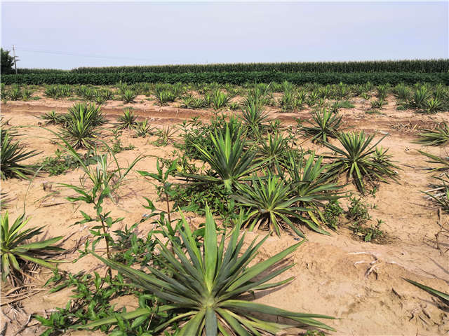 沭陽長景園林劍麻種植基地實拍圖片