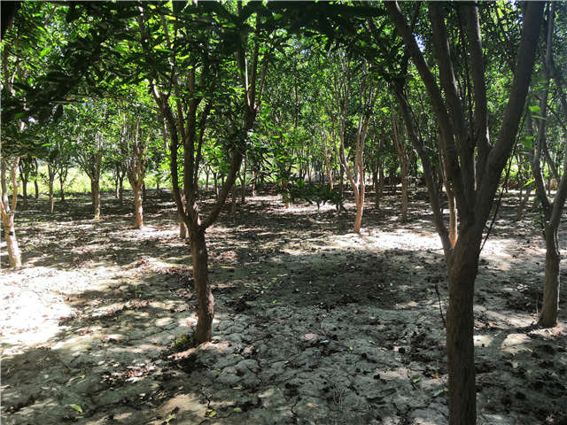 沭陽長景園林花石榴種植基地實拍圖片