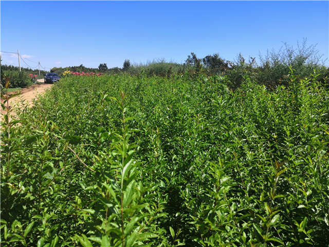 沭陽長景園林花石榴種植基地實拍圖片