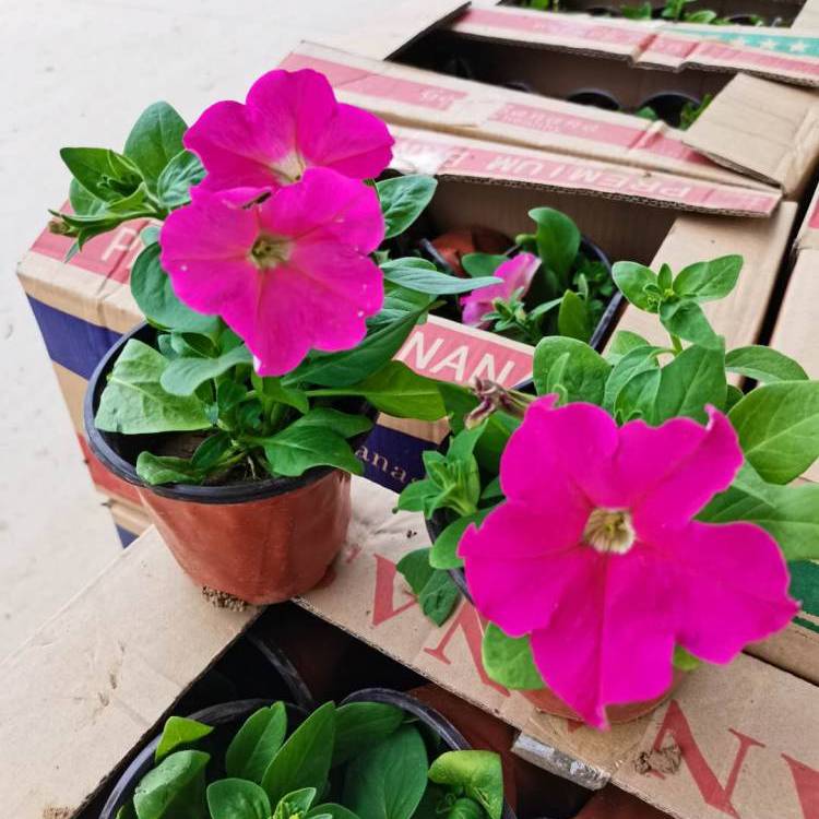 玫紅色喇叭花 玫紅色喇叭花